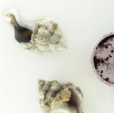 PURPURA DE TIRO